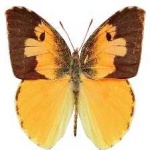 image of animal