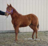 image of sorrel