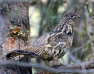 image of grouse #16