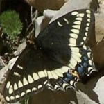 image of animal