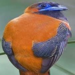 image of bird