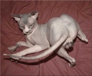 image of animal