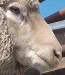 image of sheep_face #30