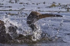 image of limpkin