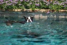 image of boston_bull