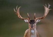 image of animal