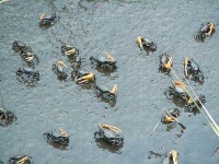 image of fiddler_crab
