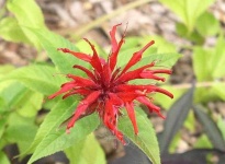 image of flower