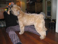 image of soft_coated_wheaten_terrier #13