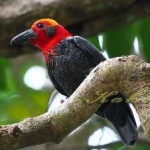 image of bird