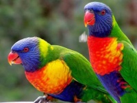 image of lory