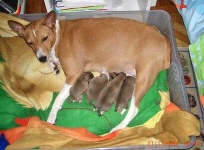 image of basenji