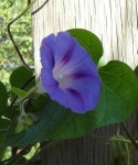 image of flower