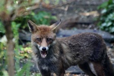 image of animal