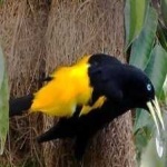 image of bird