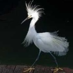 image of bird