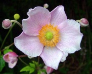 image of flower