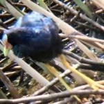 image of bird