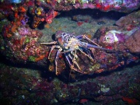 image of spiny_lobster #6