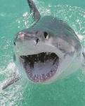 image of animal