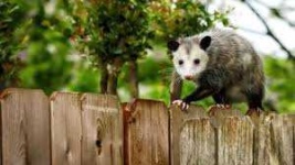 image of possum #11