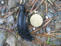 image of slug