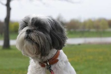 image of lhasa