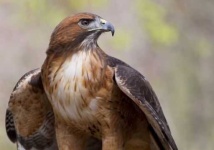 image of hawk