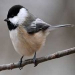 image of bird