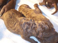 image of chesapeake_bay_retriever