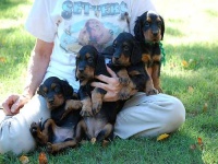 image of gordon_setter
