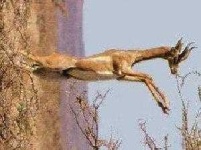 image of gerenuk