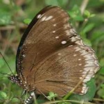 image of eggfly #0