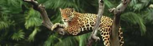 image of jaguar_car