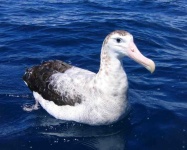 image of albatross