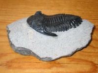 image of trilobite