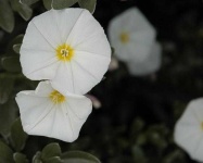 image of flower