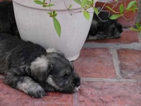 image of miniature_schnauzer