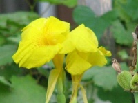 image of flower