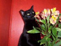 image of animal