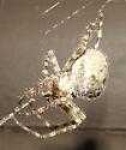 image of barn_spider