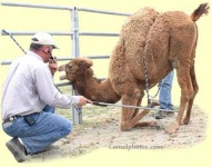 image of arabian_camel