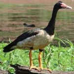 image of bird
