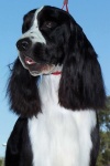 image of english_springer