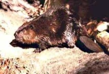 image of animal