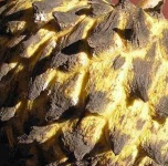 image of texture