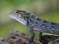 image of african_chameleon