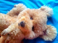 image of teddy_bear
