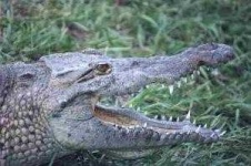 image of animal
