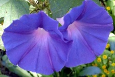 image of flower